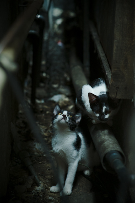 字字如碑,风骨如松,英格拉姆对阵北京一战,为篮球写下一卷现代楷书