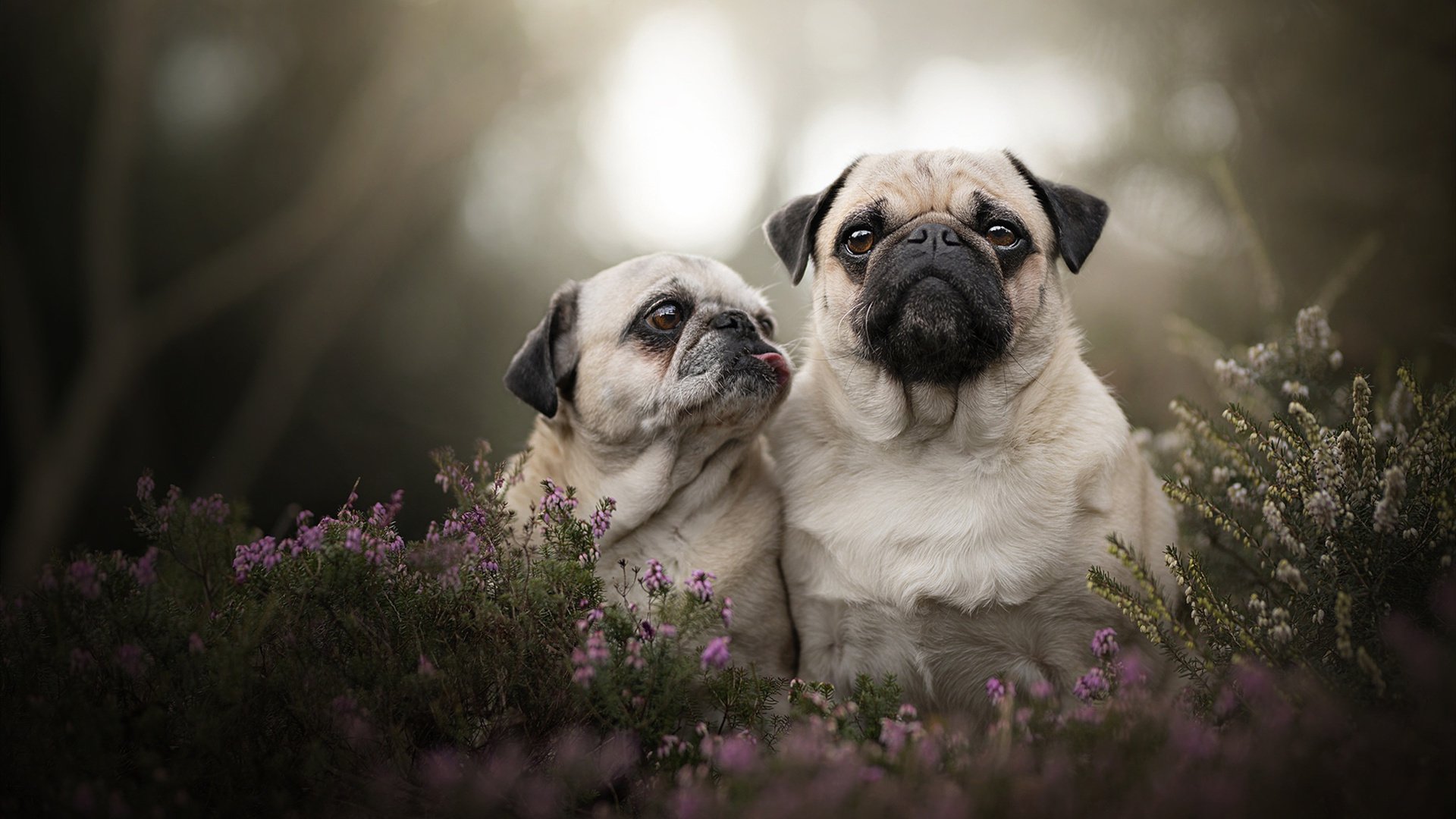 魔笛降德甲,一夜改写冠军剧本