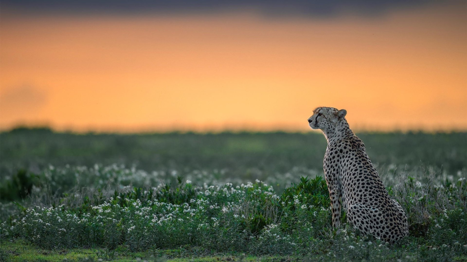 宿命的铁幕，日本决胜局历史性带走巴萨，法比尼奥高光时刻定乾坤